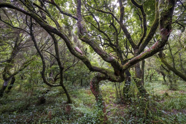 Laurel trees (Ocotea foetens) overgrown with moss and plants, old laurel forest, Laurisilva,