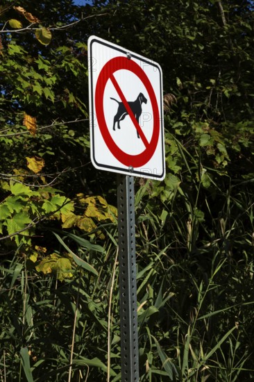 Posted white, red and black pictogram sign warning that dogs are not allowed or forbidden in public
