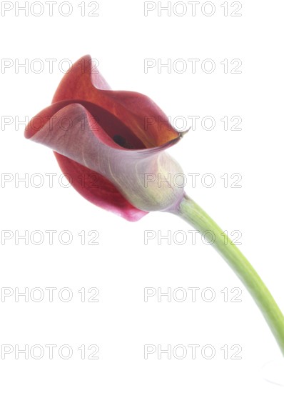Pink Calla, Rehmann Calla (Zantedeschia rehmannii)