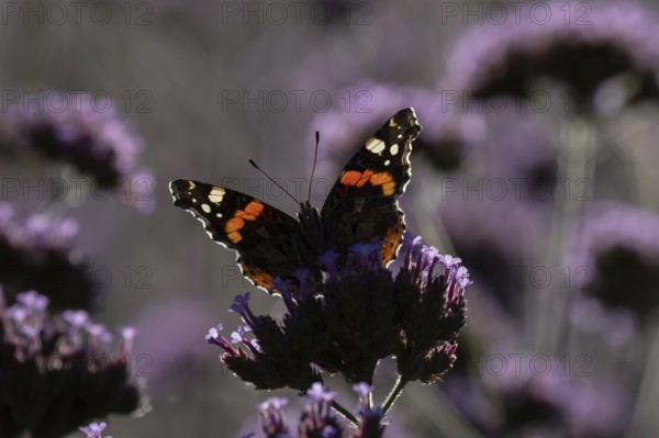Red admiral butterfly (Vanessa atalanta) adult insect feeding on garden purple Verbena flowers in