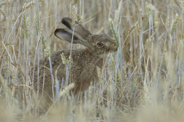 European brown hare (Lepus europaeus) adult animal feeding on a wheat sheath in a farmland field in