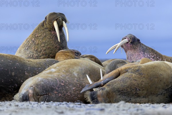 Atlantic walruses (Odobenus rosmarus) colony resting at terrestrial haulout / haul-out on beach