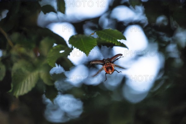 Stag beetle hovers in the trees of the Voralb at sunset