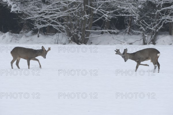 Roe deer (Capreolus capreolus) Bucks in velvet antlers sit with their forelegs in the snow on the