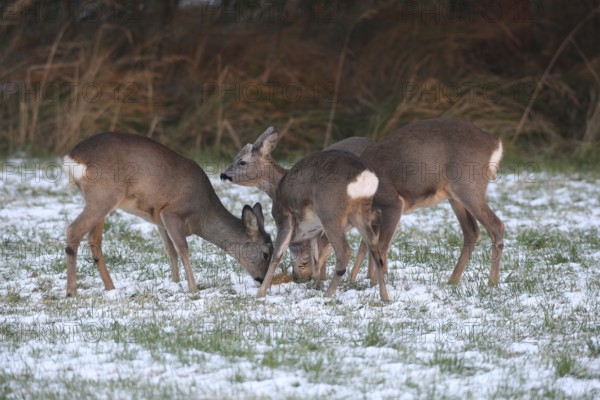 Roe deer (Capreolus capreolus) doe (left and right) and two buck fawns in the snow at the Kirrung