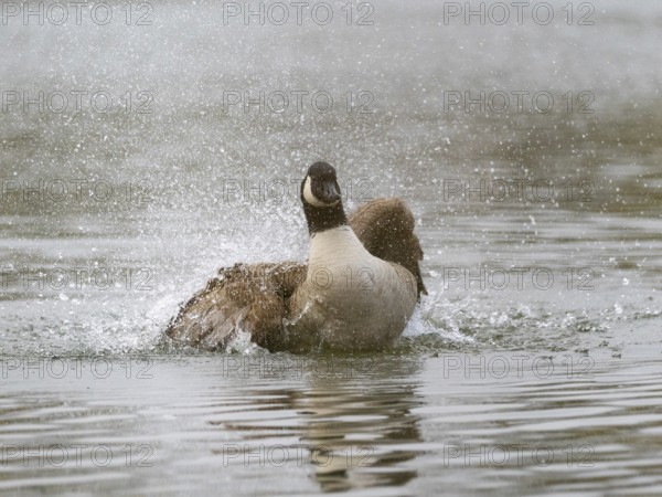 A Canada goose bathing, Ümminger See, Bochum, North Rhine-Westphalia, Germany
