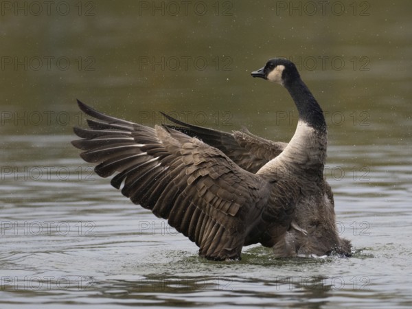 A Canada goose flaps its wings after plumage care, Ümminger See, Bochum, North Rhine-Westphalia,