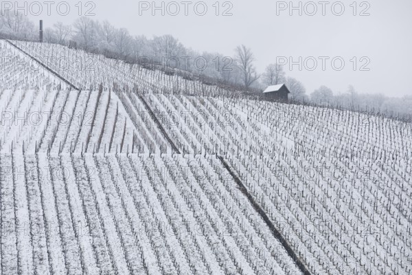 Snowy vineyards in the Stuttgart region in winter. Winter view of the vineyards in Fellbach,