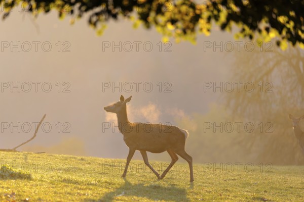 A herd of red deer cows (Cervus elaphus) standing on a meadow in backlit condition. Fog covers the