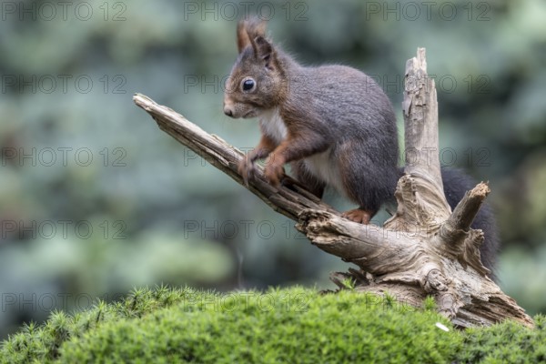 Squirrel (Sciurus vulgaris), Emsland, Lower Saxony, Germany