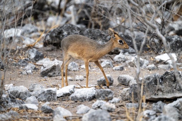 Damara dik-dik or kirk dik-dik (Madoqua kirkii), adult animal in the undergrowth, Etosha National