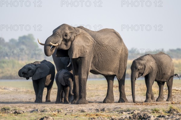 Herd of African elephants (Loxodonta africana), Ihaha, Chobe National Park, Botswana