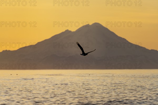Bald eagle (Haliaeetus leucocephalus) flying in front of mountain silhouettes of the Aleutian chain