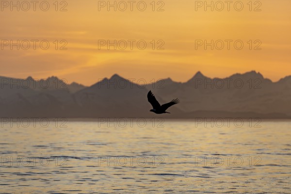 Bald eagle (Haliaeetus leucocephalus) flying in front of mountain silhouettes of the Aleutian