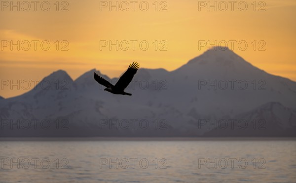 Bald eagle (Haliaeetus leucocephalus) flying in front of mountain silhouettes of the Aleutian chain