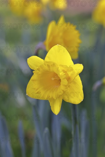 Daffodil (Narcissus), yellow flower in a garden, close-up, Wilnsdorf, North Rhine-Westphalia,