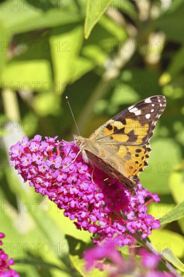 Thistle butterfly (Vanessa cardui) on a Buddleja davidii flower, Wilnsdorf, North Rhine-Westphalia,