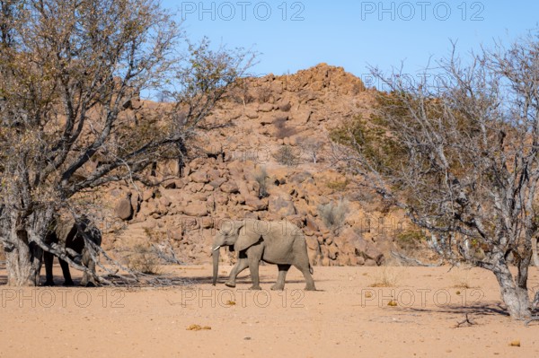 African elephant (Loxodonta africana), desert elephant in barren desert landscape, riverbed of the
