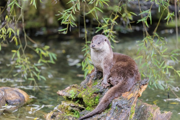 A Eurasian otter (Lutra lutra) rests on a root of a tree with some moss on it lying in the water.