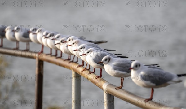 Black-headed gulls in winter dress, on a railing on the Rhine near Duisburg-Walsum, North