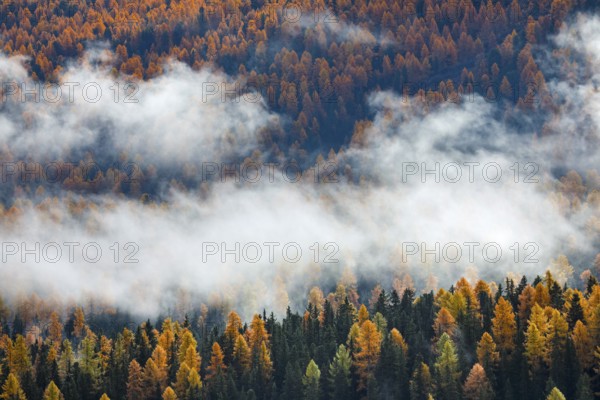 Coniferous forest with larch and spruce trees crossed by clouds of fog, Engadin, Canton of