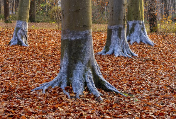 Protection against beaver damage, with whitish paint containing quartz sand, painted trees in the