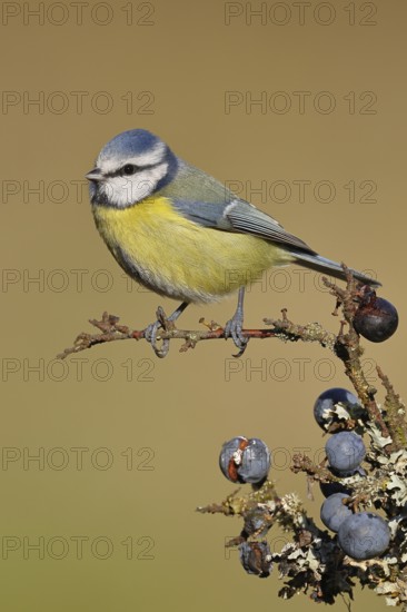 Blue tit (Parus caeruleus), sitting on a branch in a blackthorn bush, (Prunus spinosa), sloes, with