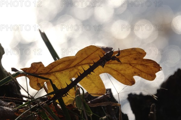 Autumn leaf, late autumn, Germany