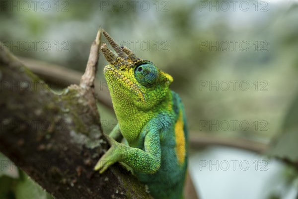 Three-horned chameleon (Trioceros jacksonii), male, Bwindi Impenetrable Forest National Park,