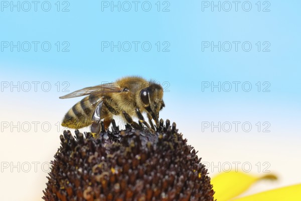 European honey bee (Apis mellifera), collecting nectar from a flower of yellow coneflower