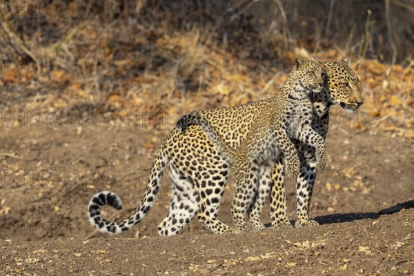 Leopard (Panthera pardus) female with 4 month old cub Zambia