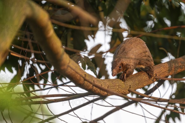 Pangolin climbing a tree, white-bellied pangolin (Phataginus tricuspis, Manis tricuspis), Western