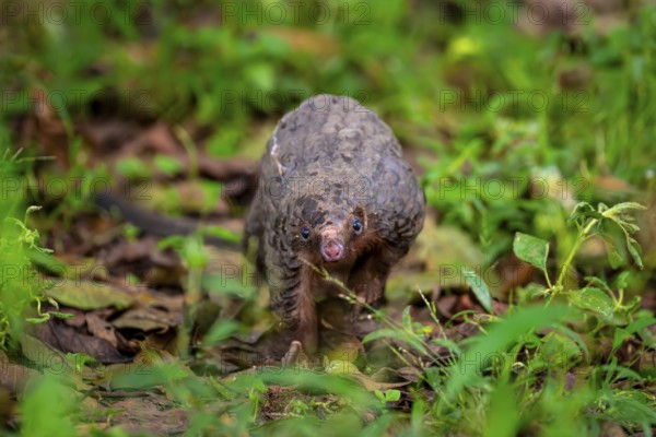 Pangolin on the ground, white-bellied pangolin (Phataginus tricuspis, Manis tricuspis), Western