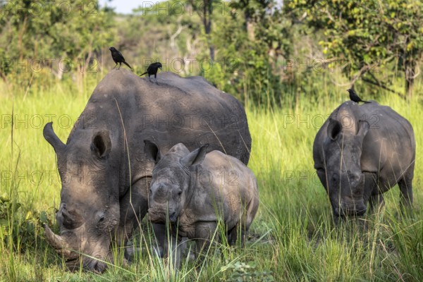 Southern white rhino (Ceratotherium simum simum) with juvenile, Ziwa Rhino Sanctuary, Uganda
