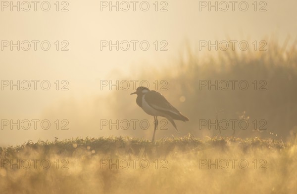A white-breasted waterhen (Amaurornis phoenicurus) in the grass during a misty sunrise, Gazipur,