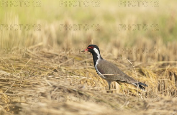 A white-breasted waterhen (Amaurornis phoenicurus) stands on a rice field at noon, Gazipur,