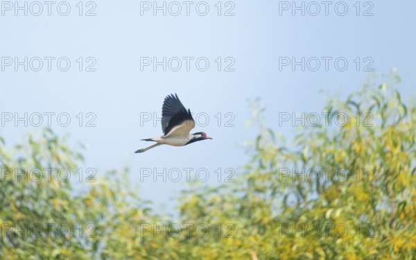 A white-breasted waterhen (Amaurornis phoenicurus) in flight, Gazipur, Bangladesh
