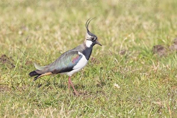 Lapwing (Vanellus vanellus), gorgeous dress, looking for food in a swampy meadow, wildlife,