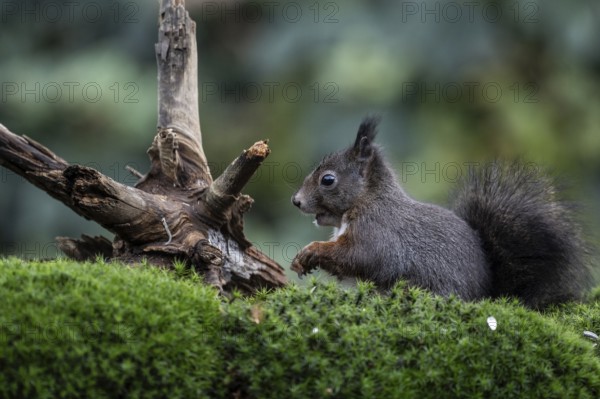 Squirrel (Sciurus vulgaris), Emsland, Lower Saxony, Germany