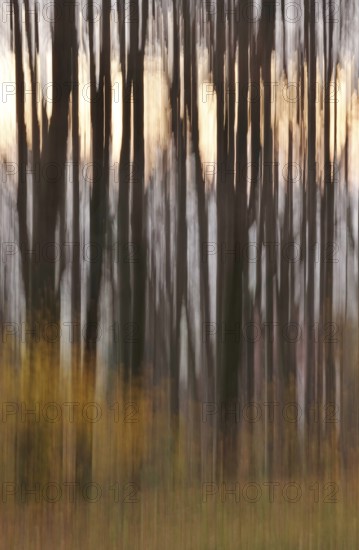 Forest in November, abstracted, blurring, autumn, Germany