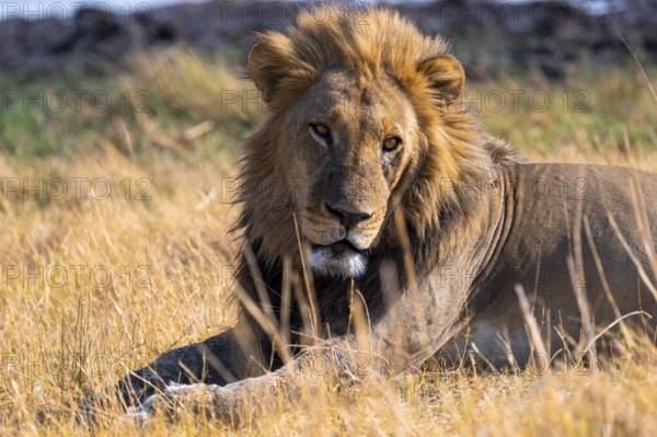 Maned lion (Panthera Leo) lying in grass, savanna, Savuti, Chobe National Park National Park,
