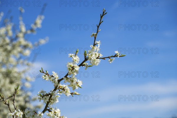 Blackthorn (Prunus spinosa) Blossoms flowering in spring, Bavaria, Germany, Europe, Helena,