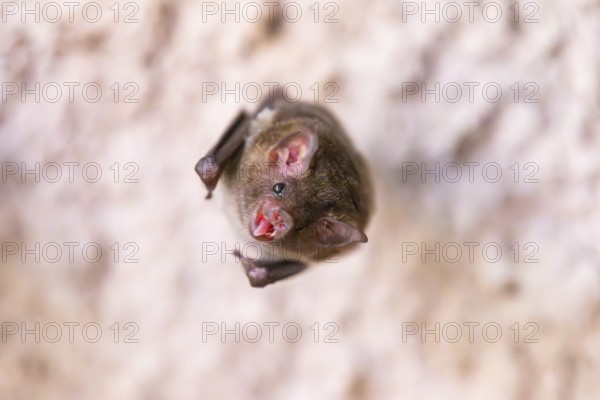 Lesser mouse-eared myotis (Myotis blythii) bat hanging on a wall, Bavaria, Germany