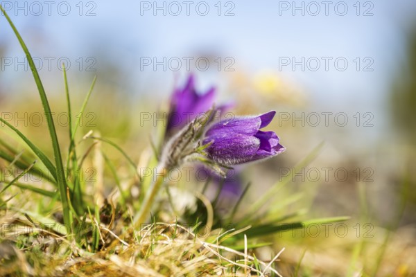 Pasque flower (Pulsatilla vulgaris), blooming, sunset, Bavaria, Germany