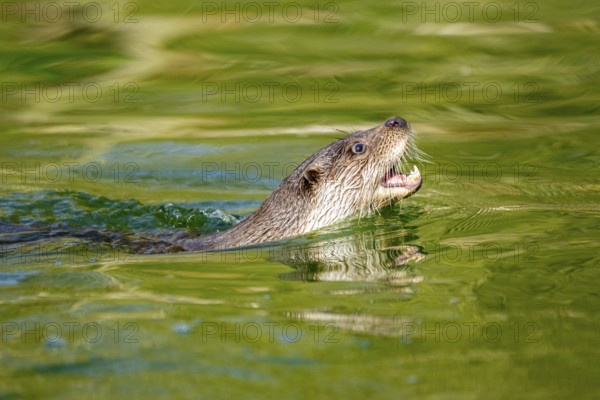 Eurasian otter (Lutra lutra) swimming in the water of a little lake, Bavaria, Germany