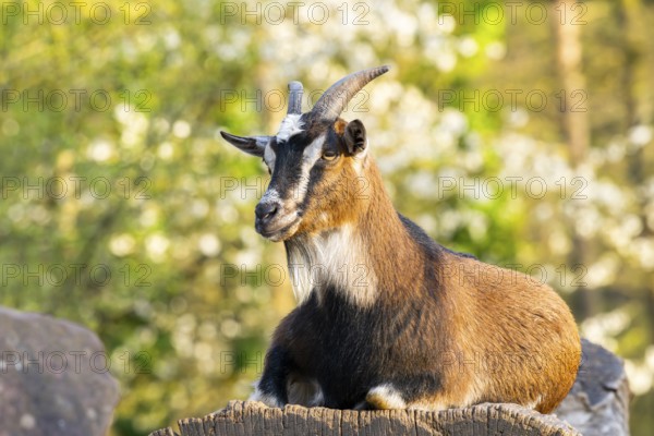 Domestic goat (Capra hircus) lying on a rock, Bavaria, Germany