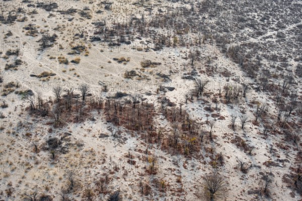 Structure and pattern, trees in the dry season, arid landscape, aerial view of the Okavango Delta,