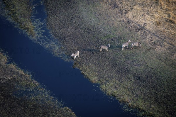 Steppe zebras (Equus quagga) drinking by the river, aerial view, Okavango Delta, Botswana
