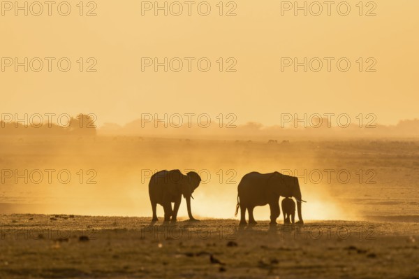African elephant (Loxodonta africana), silhouette, sunset, atmospheric light, Ihaha, Chobe National