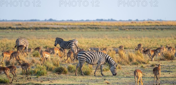 Impalas and steppe zebras (Equus quagga), atmospheric lighting, Ihaha, Chobe National Park National